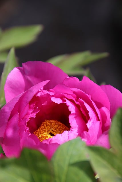 Free download peony flower plant pink flower free picture to be edited with GIMP free online image editor