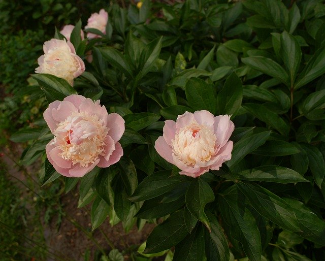 Muat turun percuma Peony Flowers Flora - foto atau gambar percuma untuk diedit dengan editor imej dalam talian GIMP