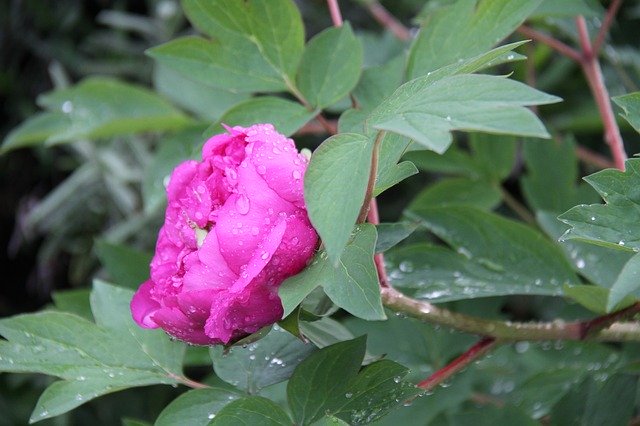 قم بتنزيل Peony Flower Shrub مجانًا - صورة مجانية أو صورة يتم تحريرها باستخدام محرر الصور عبر الإنترنت GIMP