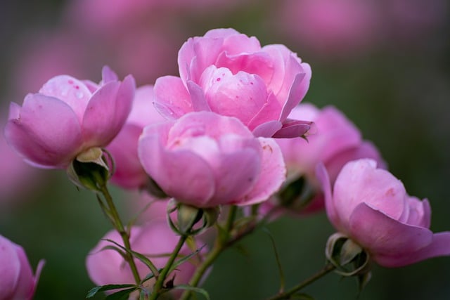 Muat turun percuma bunga peony menanam bunga merah jambu gambar percuma untuk diedit dengan editor imej dalam talian percuma GIMP
