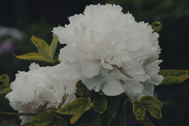 Free download peony flowers plant white flowers free picture to be edited with GIMP free online image editor