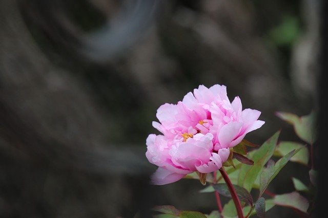 Free download Peony Flower Spring -  free photo or picture to be edited with GIMP online image editor