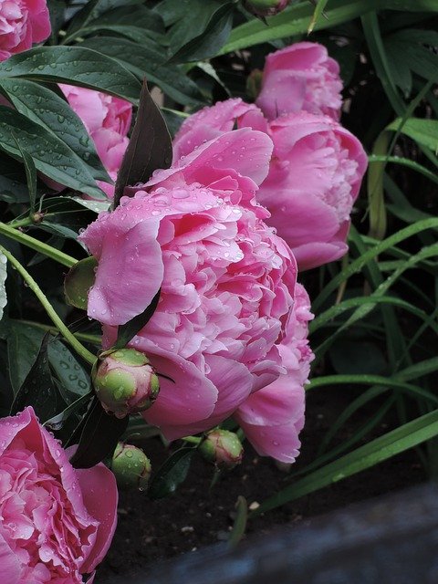 Free download Peony Flowers Vertical -  free photo or picture to be edited with GIMP online image editor