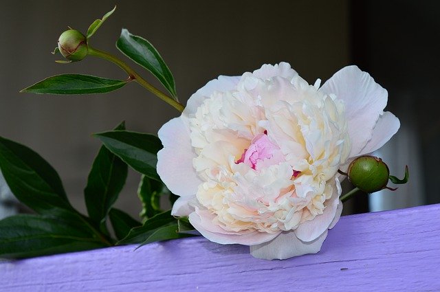 Free download Peony Flower White -  free photo or picture to be edited with GIMP online image editor