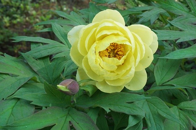 Free download Peony Flower Yellow -  free photo or picture to be edited with GIMP online image editor