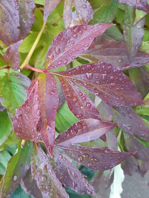 تنزيل Peony Leaves Wet مجانًا - صورة مجانية أو صورة يتم تحريرها باستخدام محرر الصور عبر الإنترنت GIMP