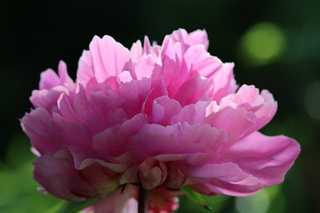 Free download peony nature flower blossom bloom free picture to be edited with GIMP free online image editor