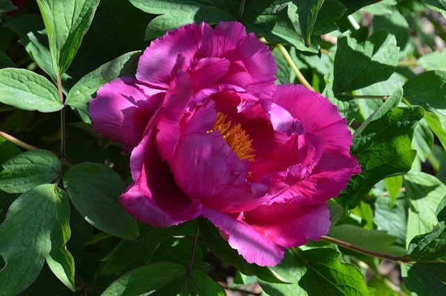 GIMP ऑनलाइन छवि संपादक के साथ संपादित करने के लिए मुफ्त डाउनलोड Peony Paeonia Blossom मुफ्त फोटो टेम्पलेट