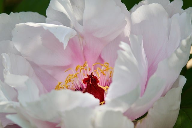 Free download peony paeonia white flower petals free picture to be edited with GIMP free online image editor