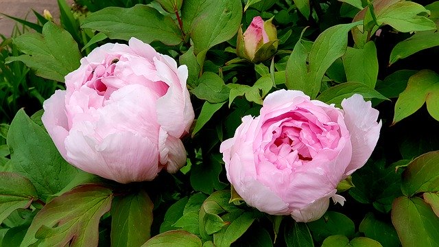 Free download Peony Pentecost Spring Flowers -  free photo or picture to be edited with GIMP online image editor