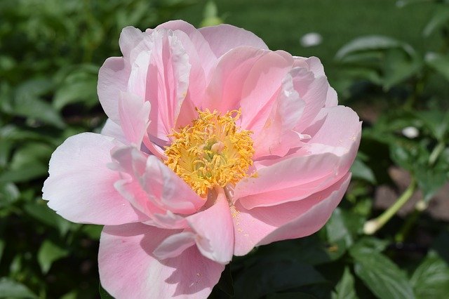 বিনামূল্যে ডাউনলোড করুন Peony Peonies Flower - বিনামূল্যে ছবি বা ছবি GIMP অনলাইন ইমেজ এডিটর দিয়ে সম্পাদনা করতে হবে