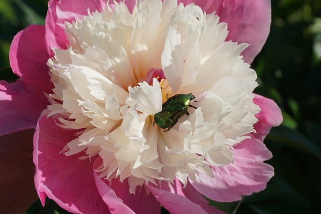 Free download peony peony flower flower botany free picture to be edited with GIMP free online image editor