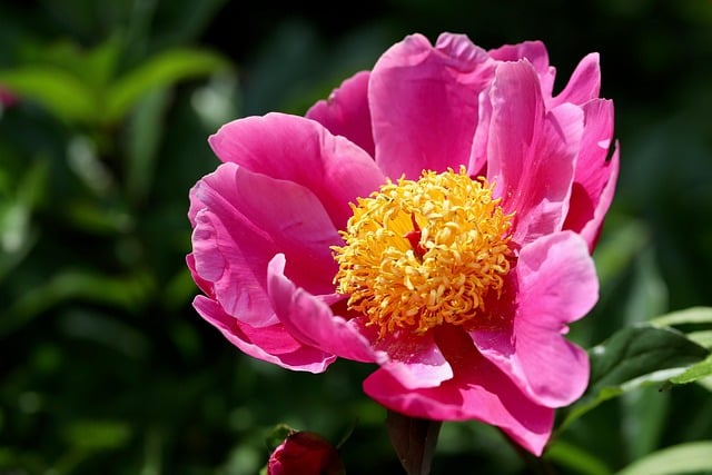 Free download peony petals pink flower stamens free picture to be edited with GIMP free online image editor