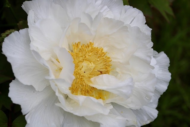 Free download peony petals stamens bush peony free picture to be edited with GIMP free online image editor