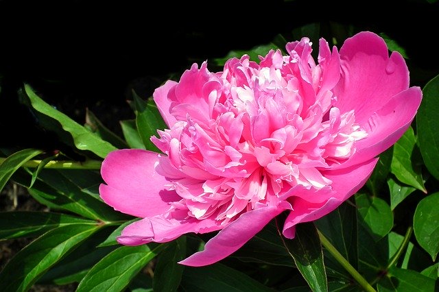 Free picture Peony Pink Flower -  to be edited by GIMP free image editor by OffiDocs