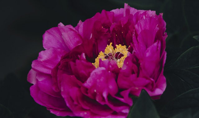 Free download peony pink peony pink flower flower free picture to be edited with GIMP free online image editor