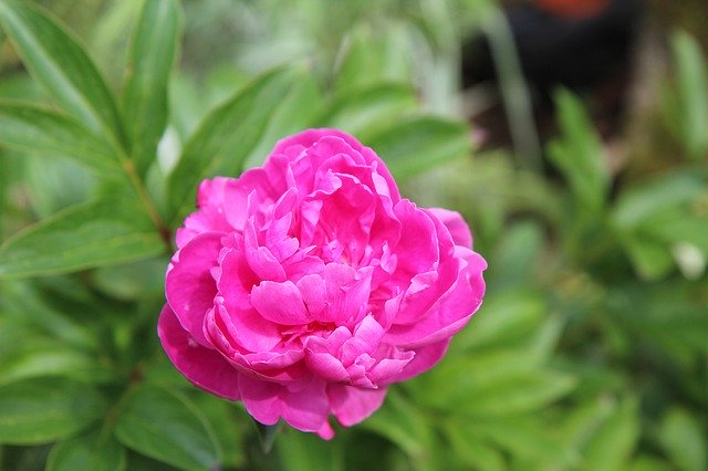 Descarga gratuita Peony Rose Flowering: foto o imagen gratuita para editar con el editor de imágenes en línea GIMP