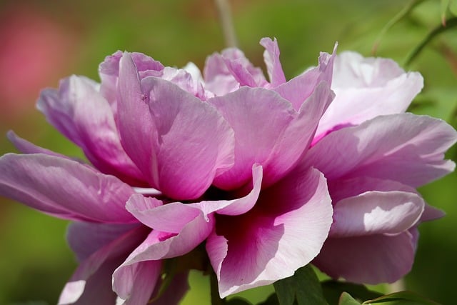 Free download peony shrub peony petals free picture to be edited with GIMP free online image editor