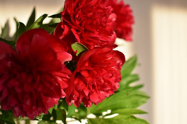 Free download Peony Spring Flowers -  free photo or picture to be edited with GIMP online image editor