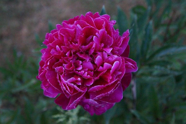 Бесплатно скачайте бесплатный шаблон фотографии Peony Spring Nature для редактирования с помощью онлайн-редактора изображений GIMP