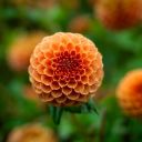 Peony Theme  screen for extension Chrome web store in OffiDocs Chromium