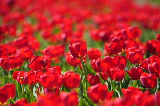 Free download peony tulips tulips flowers free picture to be edited with GIMP free online image editor