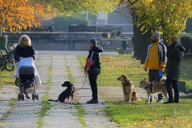 Free download people child baby stroller dogs free picture to be edited with GIMP free online image editor
