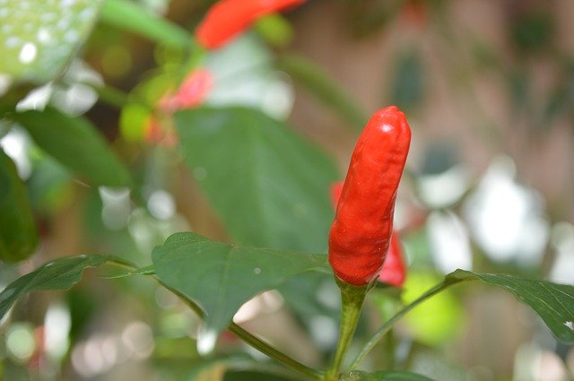 ดาวน์โหลดฟรี Pepper Green - ภาพถ่ายหรือรูปภาพฟรีที่จะแก้ไขด้วยโปรแกรมแก้ไขรูปภาพออนไลน์ GIMP