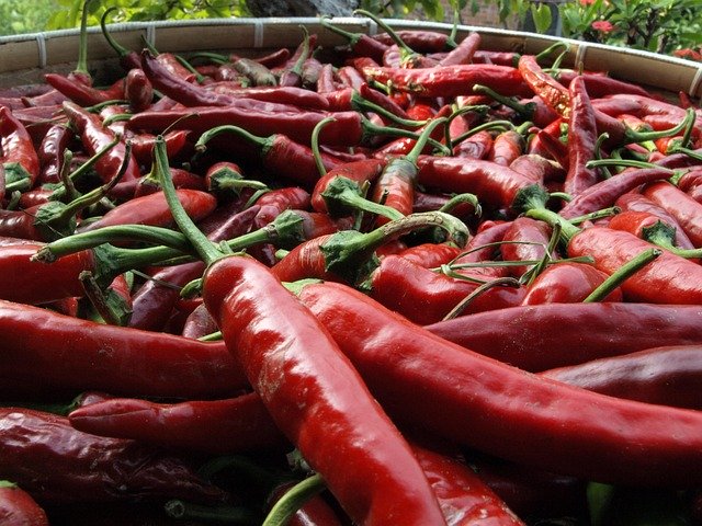Free download Pepper Korea Vegetable -  free photo or picture to be edited with GIMP online image editor