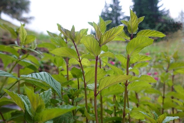 Muat turun percuma Peppermint Green Mint - foto atau gambar percuma untuk diedit dengan editor imej dalam talian GIMP