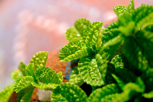 Free graphic peppermint leaves plant green to be edited by GIMP free image editor by OffiDocs