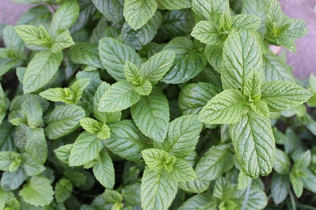 Free picture Peppermint Tee Herbs Medicinal -  to be edited by GIMP free image editor by OffiDocs