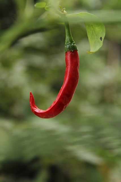 Free download pepper red pepper spice ingredient free picture to be edited with GIMP free online image editor