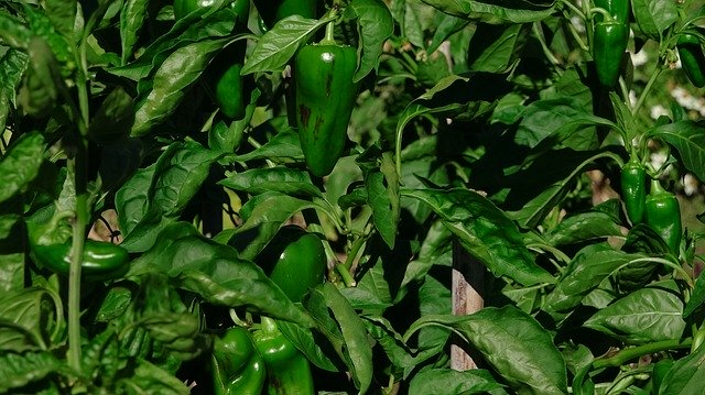 Free download Peppers Green -  free photo or picture to be edited with GIMP online image editor