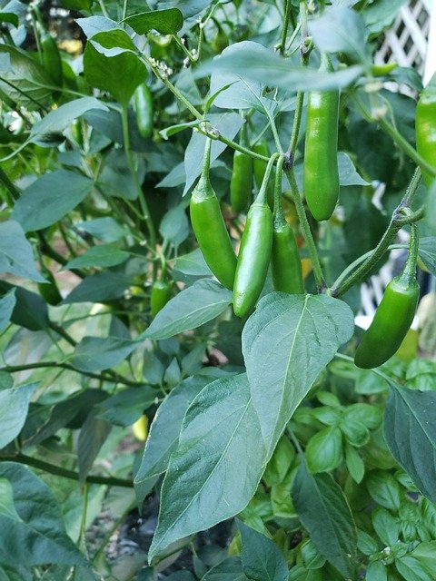 Descarga gratuita Pepper Spicy Peppers Garden: foto o imagen gratuita para editar con el editor de imágenes en línea GIMP