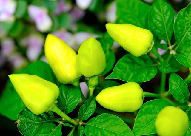Free download peppers vegetable nature plant free picture to be edited with GIMP free online image editor