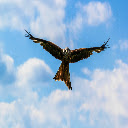 Peregrine Falcon Theme  screen for extension Chrome web store in OffiDocs Chromium