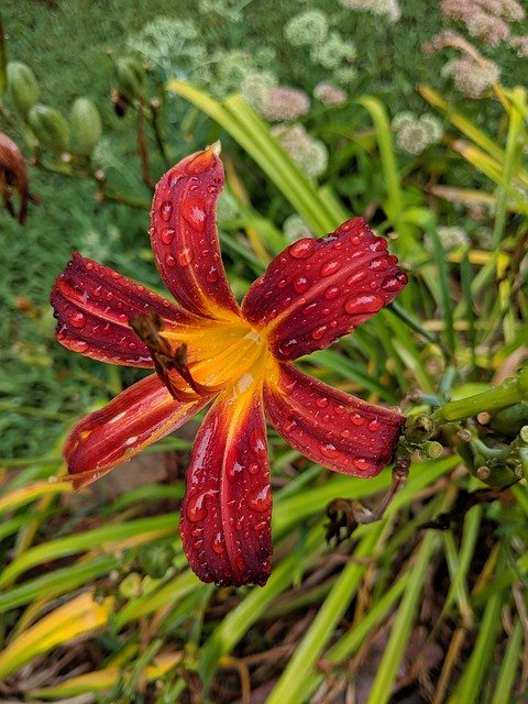 Descărcare gratuită Perennial Flowers Daylily - fotografie sau imagini gratuite pentru a fi editate cu editorul de imagini online GIMP