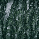 perennial tree trunk bark  screen for extension Chrome web store in OffiDocs Chromium