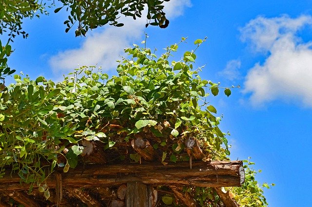Free download Pergola Vine Sky -  free photo or picture to be edited with GIMP online image editor