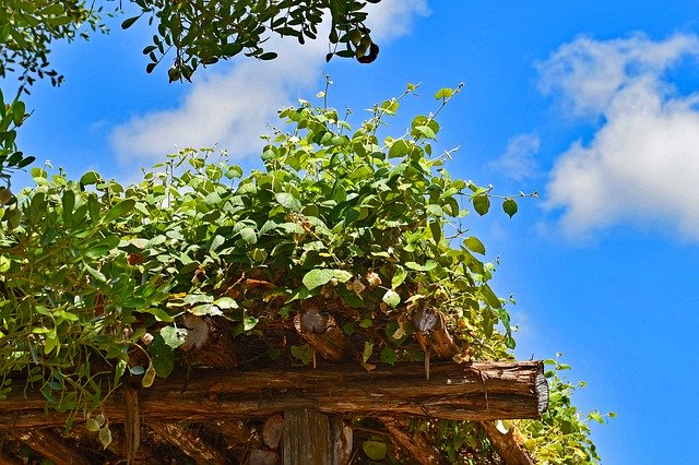 Bezpłatne pobieranie Pergola Vine Sky - bezpłatne zdjęcie lub obraz do edycji za pomocą internetowego edytora obrazów GIMP