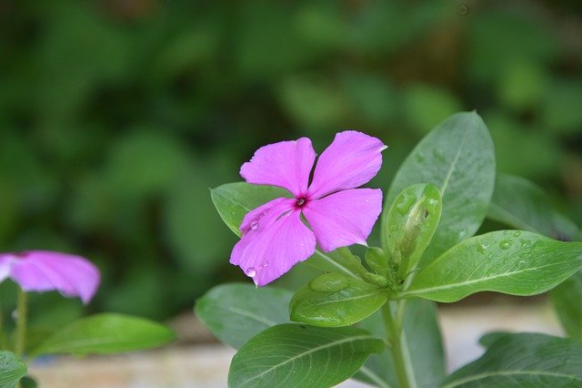 הורדה חינם Periwinkle Beautiful Flowers - תמונה או תמונה בחינם לעריכה עם עורך התמונות המקוון GIMP