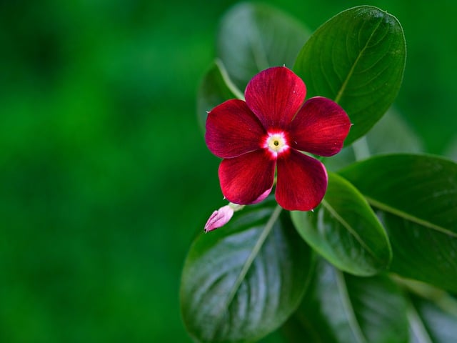 Free download periwinkle flower plant red flower free picture to be edited with GIMP free online image editor