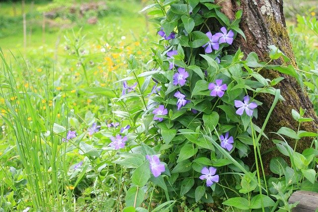 Free download Periwinkle Flowers Nature -  free photo or picture to be edited with GIMP online image editor