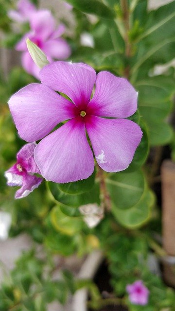 Unduh gratis Periwinkle Pink - foto atau gambar gratis untuk diedit dengan editor gambar online GIMP