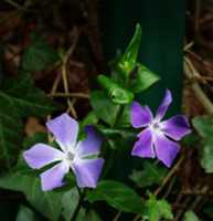 Free download Periwinkle Vinca Major free photo or picture to be edited with GIMP online image editor