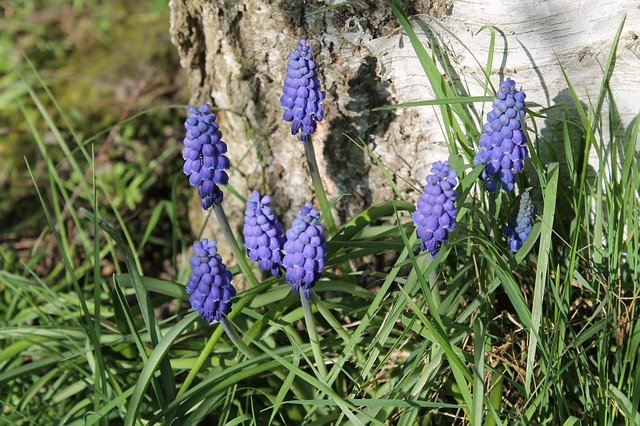 Descarga gratuita Perl Hyacinth Flowers Early: foto o imagen gratuita para editar con el editor de imágenes en línea GIMP