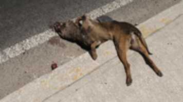 Free download perro atropellado free photo or picture to be edited with GIMP online image editor