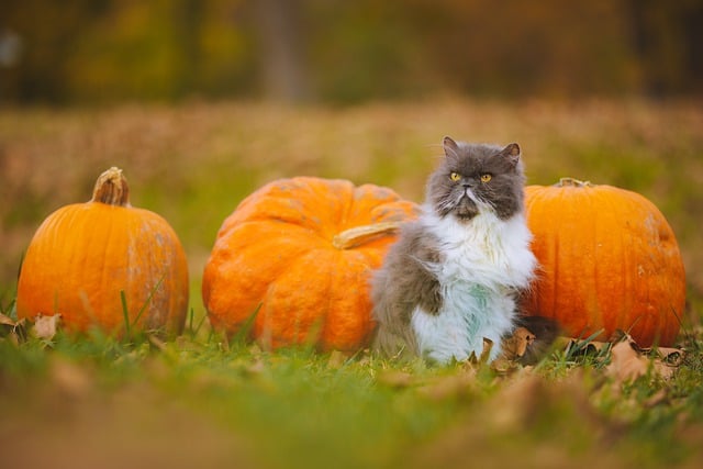 Baixe gratuitamente a imagem gratuita de abóboras de outono de gato persa para ser editada com o editor de imagens on-line gratuito do GIMP