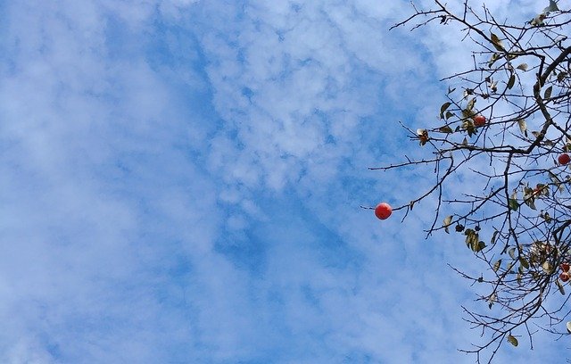 Muat turun percuma Persimmon Autumn Fruit In - foto atau gambar percuma untuk diedit dengan editor imej dalam talian GIMP